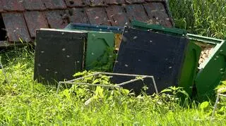 Ktoś zniszczył 18 uli