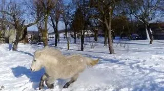 Kucyk zimą