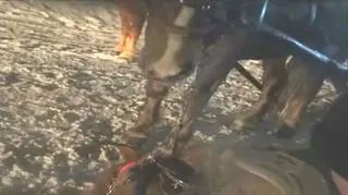 Kulig zakończył się śmiercią konia