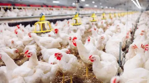 Zabili prawie milion kur. Z powodu ptasiej grypy