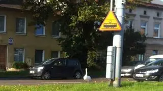 Łabędź spacerował w Oliwie po ulicy