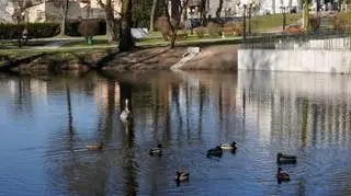 Łabędź został sam