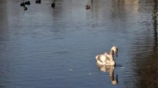 Łabędź został sam