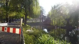 Łabędzica wysiaduje jaja. Spokój mają zapewnić jej barierki