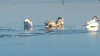 Łabędzie przymarzły do jeziora