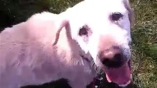 Labradorka już jako Luna w nowym domu