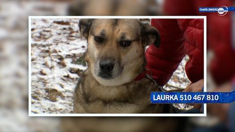 Laurka szuka domu