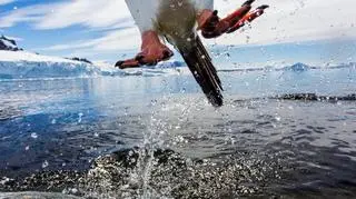 'Leaping Gentoo Penguin' Paul Souders, USA