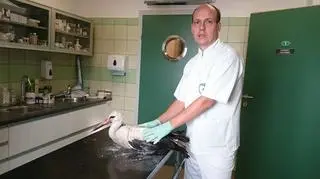 Lekarze opiekują się bocianem