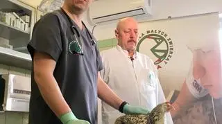 Lekarze z Przemyśla zajęli się kurą 