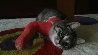 Leon z łapą w gipsie