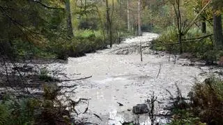 Leśna bimbrownia 