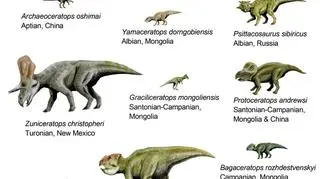Liczni przedstawiciele grupy ceratopsów. Źródło: Nobu Tamura, wikipedia