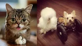Lil Bub (po lewej)  oraz Penny i Roo (po prawej)