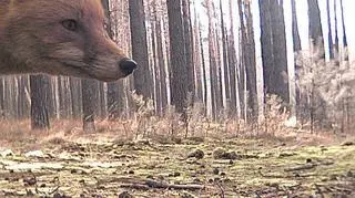 Lis w oku leśnej kamery