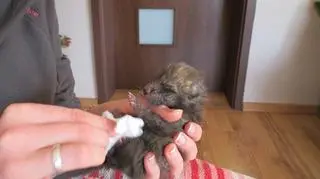 Lisiątka wymagają ciągłej opieki