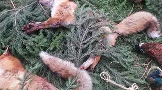 Lisy, bażanty, dziki pokazano publice