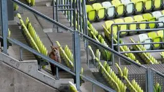 Lisy zwiedziły trybuny gdańskiego stadionu