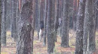 Łosie na swoje siedliska wybierają podmokłe tereny