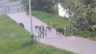 Ludzie dokarmiają zwierzęta, więc te chętnie wracają