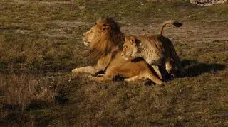 Lwy w gdańskim zoo