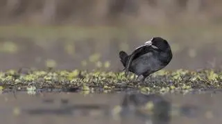 "Dobra wiadomość". Na te gatunki nie będzie można polować