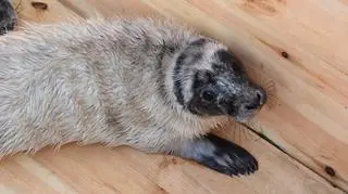 Mała foczka o imieniu Orzełek znaleziona na plaży w Gdyni Orłowo