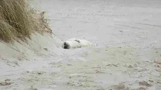 Mała foka pojawiła się na plaży po zachodniej stronie od łebskiego portu