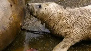 Mała foka urodziła się w gdańskim zoo