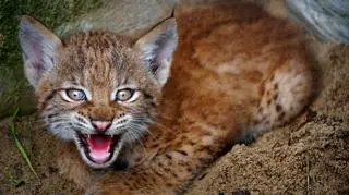 Mała rysica uczy się życia na wybiegu