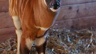 Małe bongo 