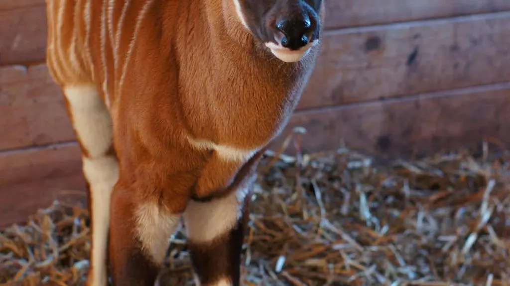 Małe bongo 