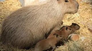 Małe kapibary z matką