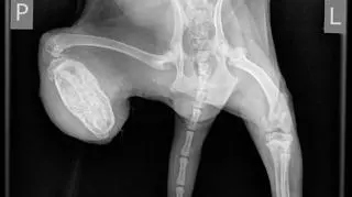 Małgosia nie ma obu tylnych łapek