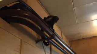 Małpę znaleziono w ośrodku wczasowym