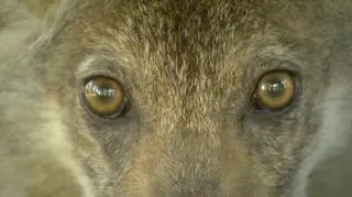 Maluch czuje się już dużo lepiej