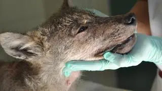 Maluch jest ciężko chory