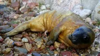 Mały waży 16,5 kilograma i ma 110 centymetrów długości