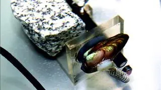 Małże będą zmienianie co trzy miesiące 