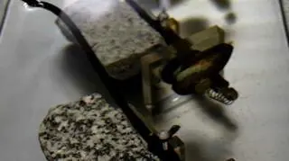 Małże mogą żyć tylko w czystej wodzie 