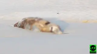 Martwa foka leży na plaży w Dębkach