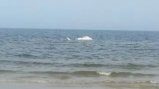 Martwy wieloryb w Zatoce Gdańskiej