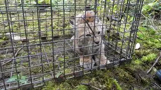 Marysia złapana w Węgierskiej Górce