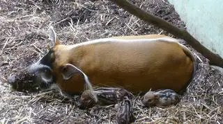 Matka świnek nazywa się Petunia 