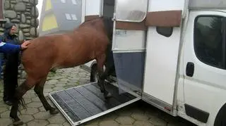 Max podczas załadunku do koniowozu 
