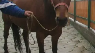 Max ze względu na wiek nie był w stanie wozić turystów