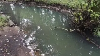 Mętna woda w stawie sołackim