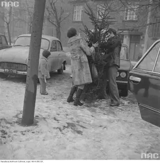 Mężczyzna i kobieta obwiązują choinkę sznurkiem przy punkcie sprzedaży choinek w Warszawie (1976 r.)