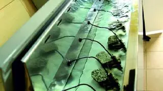 Mięczaki na bieżąco monitorują jakość wody 