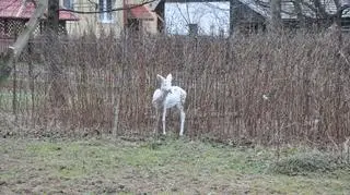 Mieszkańcy byli przestraszeni, nie wiedzieli jak się zachować